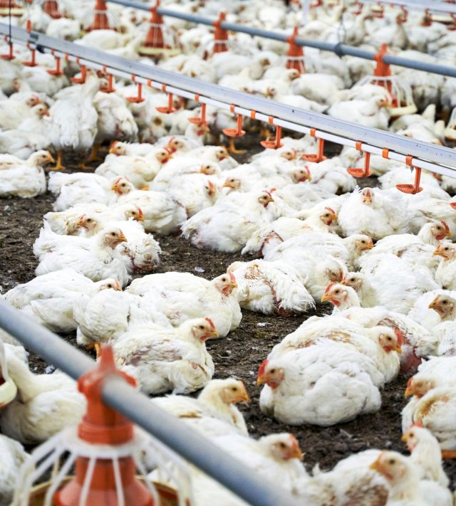 White chicken amidst feeders in production factory