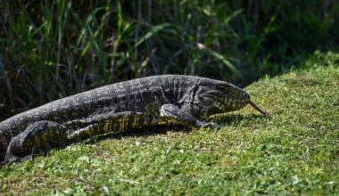 Giant lizards are invading and spreading disease across Georgia as officials urge residents to kill them