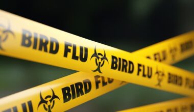 Bird flu protection zones lifted across Great Britain