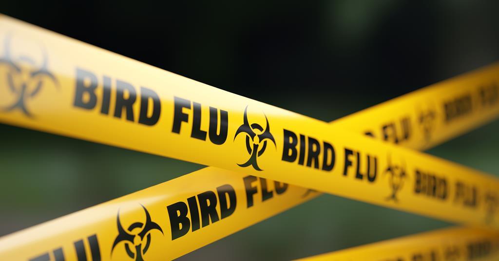 Bird flu protection zones lifted across Great Britain