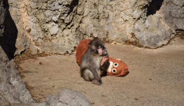 Still thinking of Punch the monkey? Ichikawa Zoo just extended its donation deadline for him