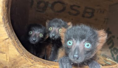 Critically endangered red-ruffed lemur quadruplets born at small conservation zoo in Devon