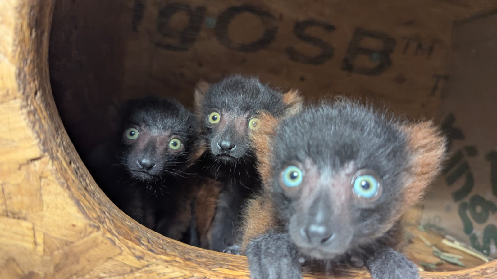 Critically endangered red-ruffed lemur quadruplets born at small conservation zoo in Devon