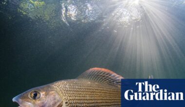 Fisher with a mission: first woman to chair Grayling Society wants to protect ‘lady of the stream’ | Fish