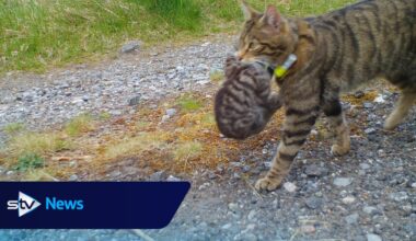 Scottish wild kittens born to released mothers for third year in a row