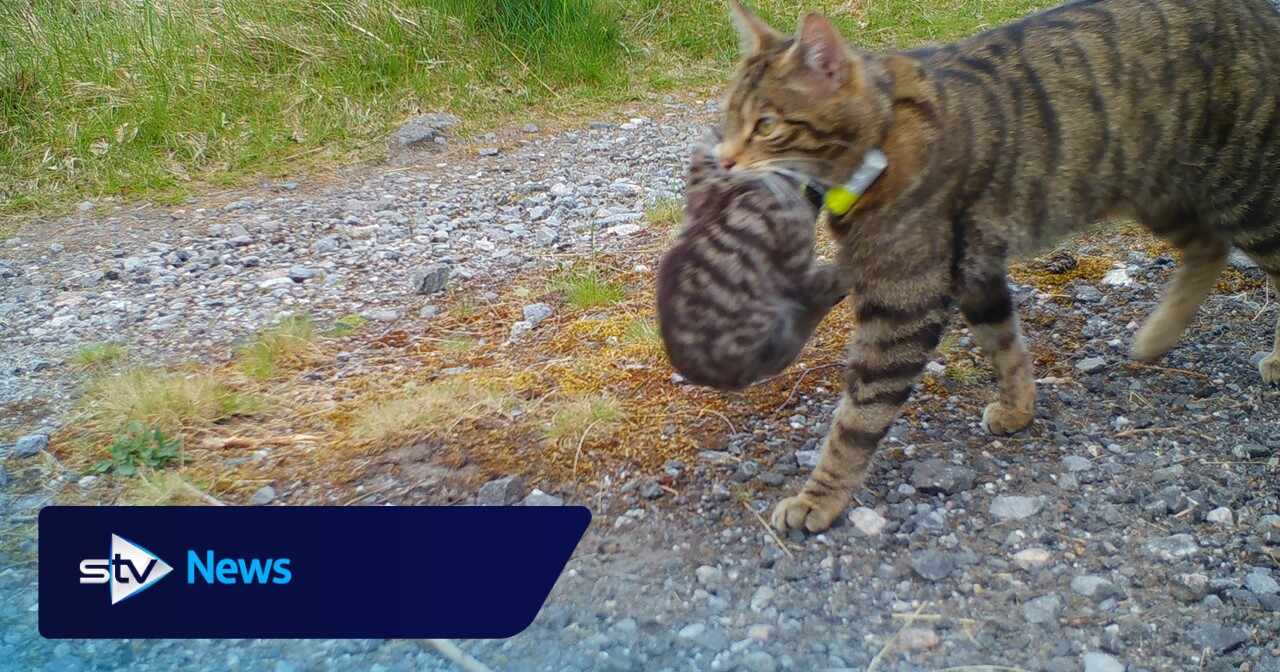 Scottish wild kittens born to released mothers for third year in a row