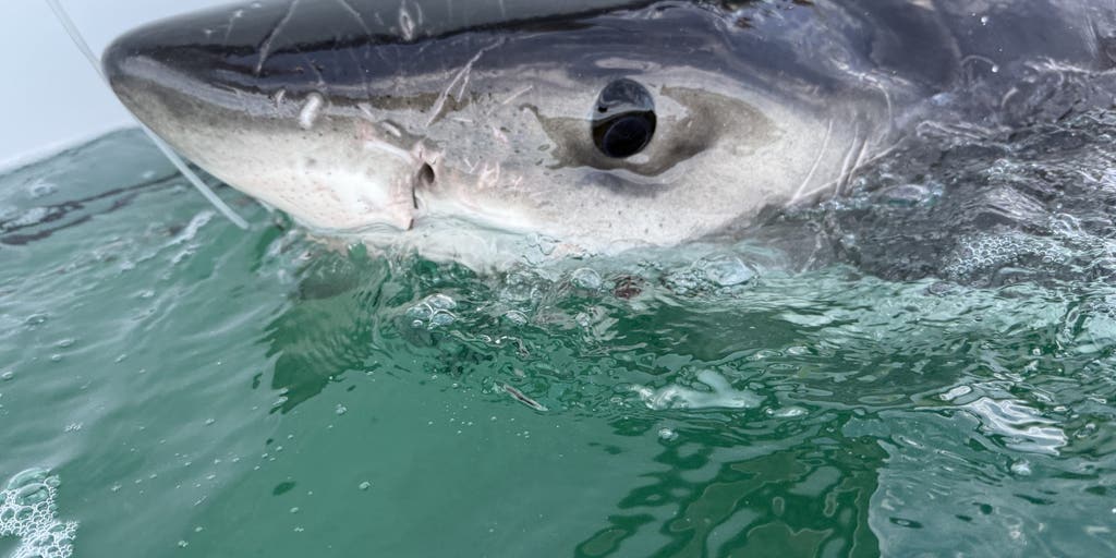 Juvenile great white shark pings off the coast of Cape Cod