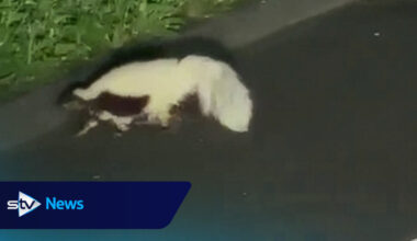 Skunk spotted roaming road late at night near Fife village