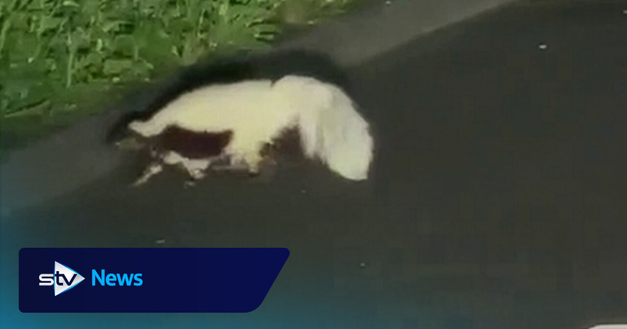 Skunk spotted roaming road late at night near Fife village