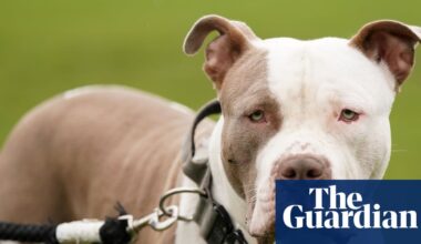 XL bully owners face ban on leaving children under 12 alone with their dogs | Dangerous dogs