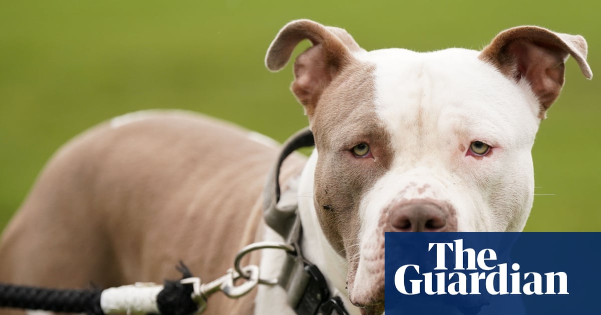 XL bully owners face ban on leaving children under 12 alone with their dogs | Dangerous dogs