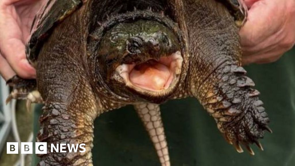 American snapping turtle with bite 'like a car door' found at Welsh beauty spot - BBC