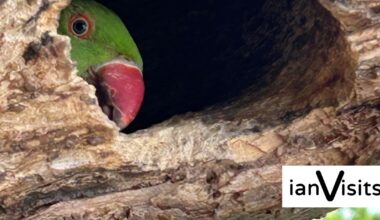 Parakeet peeking from tree wins London wildlife photo contest