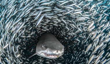 Devon Live