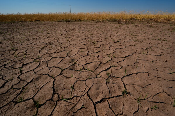 Drought-stressed wheat plants stand adjacent to parched ground in a field near Macksville, Kan., May 16, 2026. (AP Photo/Charlie Riedel, File)