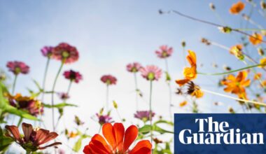 Natural history GCSE to teach teenagers to plant wildflower-friendly gardens | GCSEs