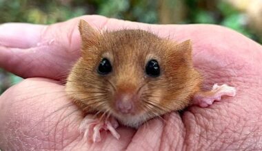 Hope for hazel dormice as over 40 released into ancient Leicestershire woodland