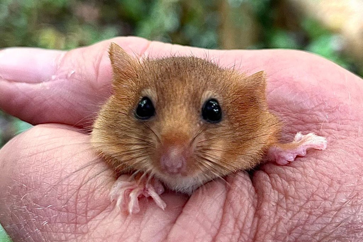 Hope for hazel dormice as over 40 released into ancient Leicestershire woodland