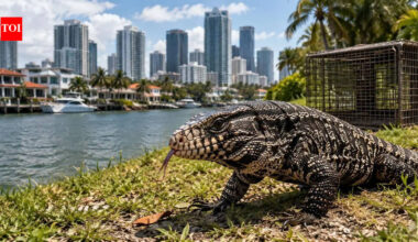 Some of the biggest states in the US, home to several tech billionaires, are racing to stop spread of 4-foot-long lizards as June and July are ...