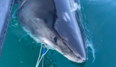 Great white shark Quint arrives at key seasonal habitat near Cape Cod