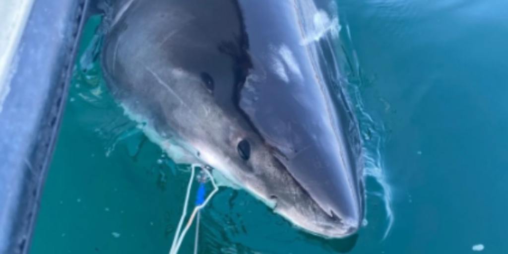 Great white shark Quint arrives at key seasonal habitat near Cape Cod
