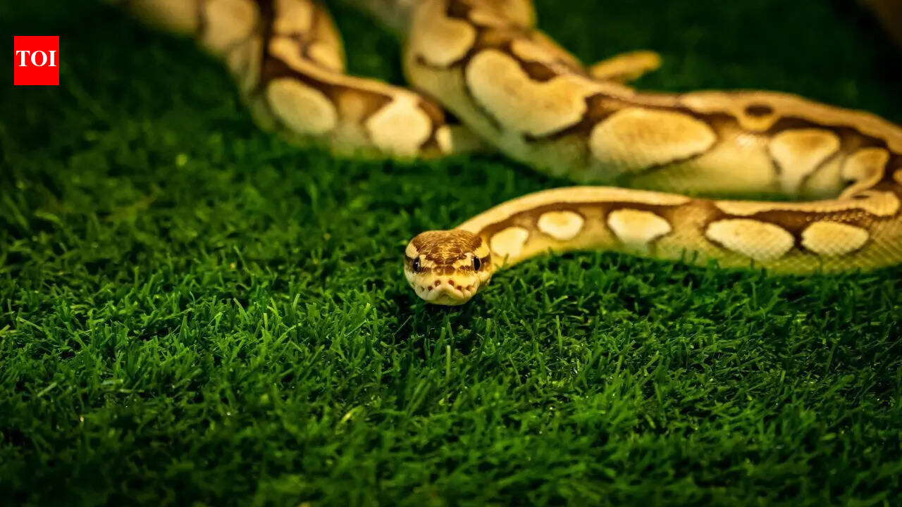 Giant python found dead after swallowing a porcupine in South Africa |