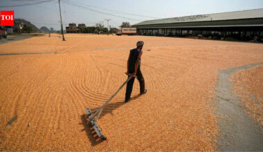 India Grain Reserves: India builds record grain reserves as El Nino returns: Rice stocks hit new peak, wheat stores at five-year high