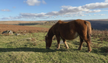 Row over the future of endangered hill ponies on Dartmoor