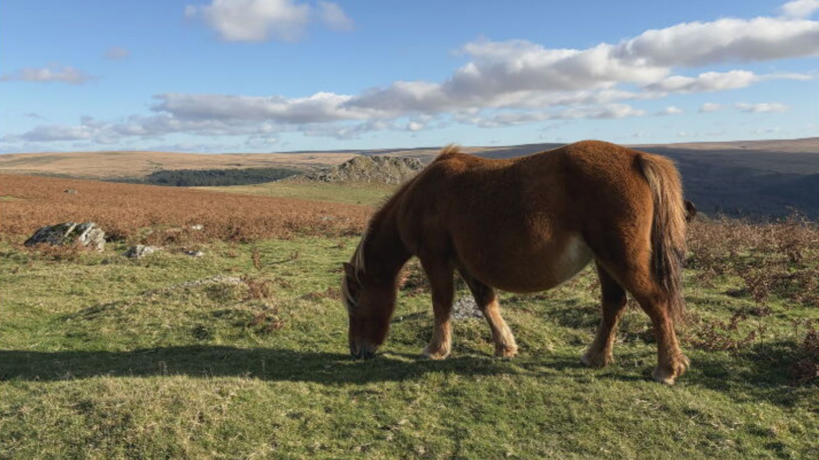Row over the future of endangered hill ponies on Dartmoor