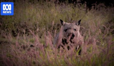 Northern hairy-nosed wombats are 'picky' with their homes, but they may survive in other habitats