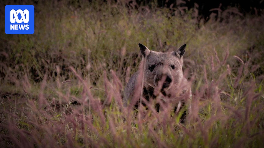 Northern hairy-nosed wombats are 'picky' with their homes, but they may survive in other habitats