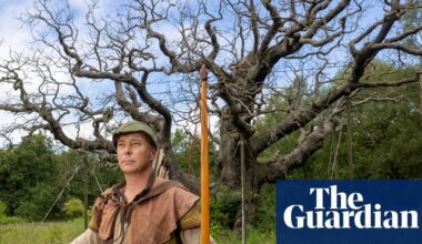 ‘Most famous tree in the world’: Sherwood Forest’s 1,000-year-old Major oak dies | Trees and forests