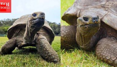 Why travellers are flocking to see Jonathan, the 194-year-old tortoise - what's special about him apart from his age |