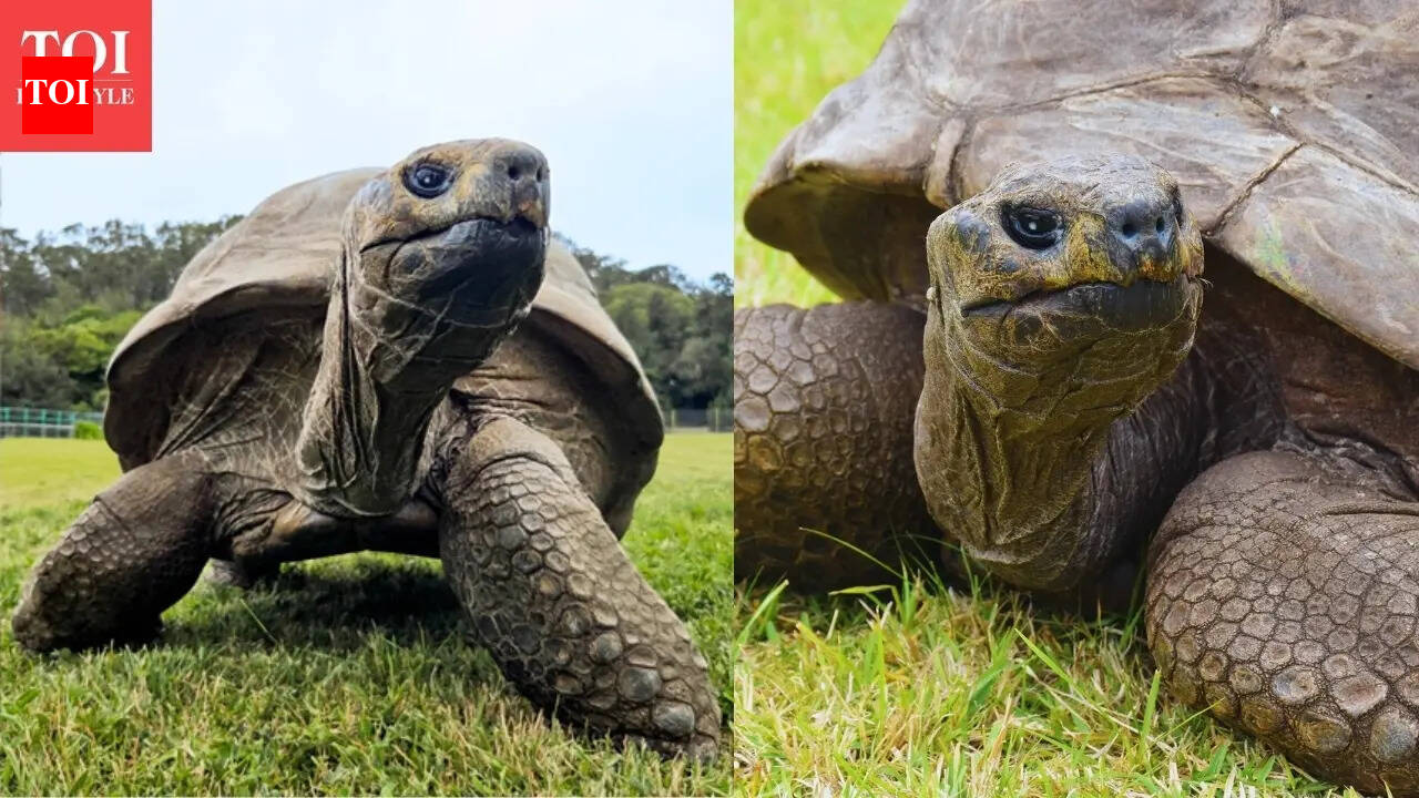 Why travellers are flocking to see Jonathan, the 194-year-old tortoise - what's special about him apart from his age |