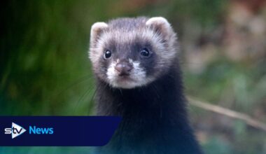 European polecats could be reintroduced to northern Scotland under new proposals