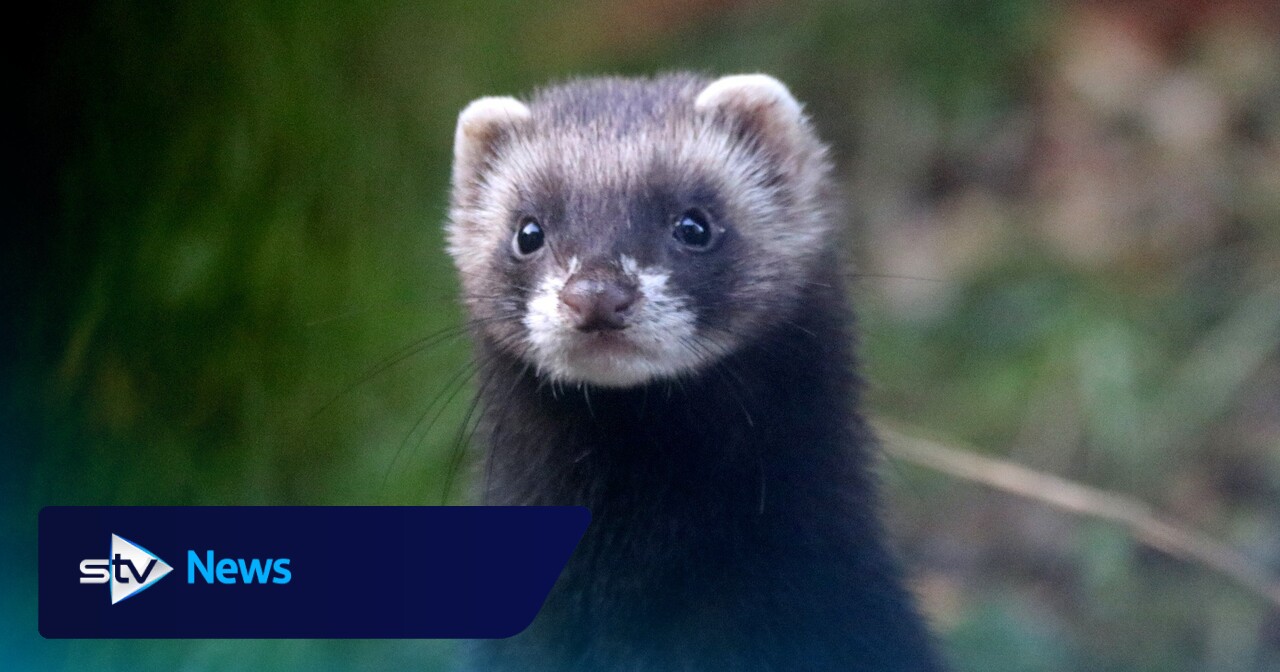 European polecats could be reintroduced to northern Scotland under new proposals