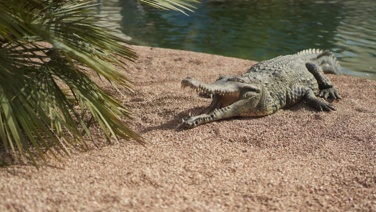 close-up of a crocodile lying in the sand of a zoo with its mouth open and a pond behind it, frontal view