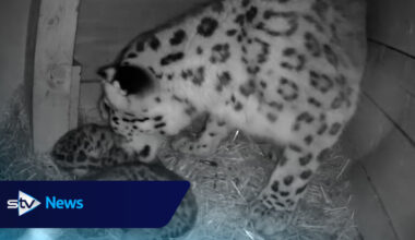 First snow leopard cubs in four years born at Highland Wildlife Park in Cairngorms