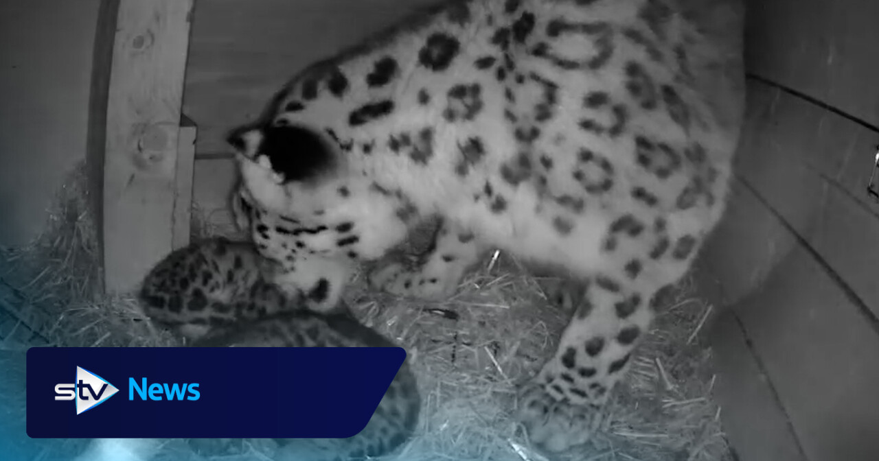First snow leopard cubs in four years born at Highland Wildlife Park in Cairngorms