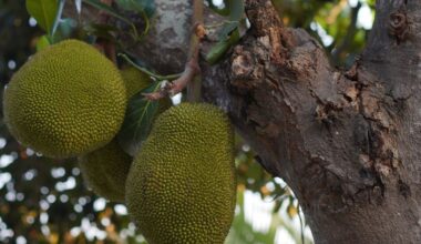 Science breakthrough: Researchers explain how this tropical fruit you could buy at supermarket could help with gum disease