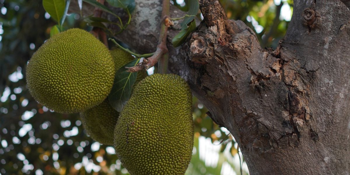 Science breakthrough: Researchers explain how this tropical fruit you could buy at supermarket could help with gum disease