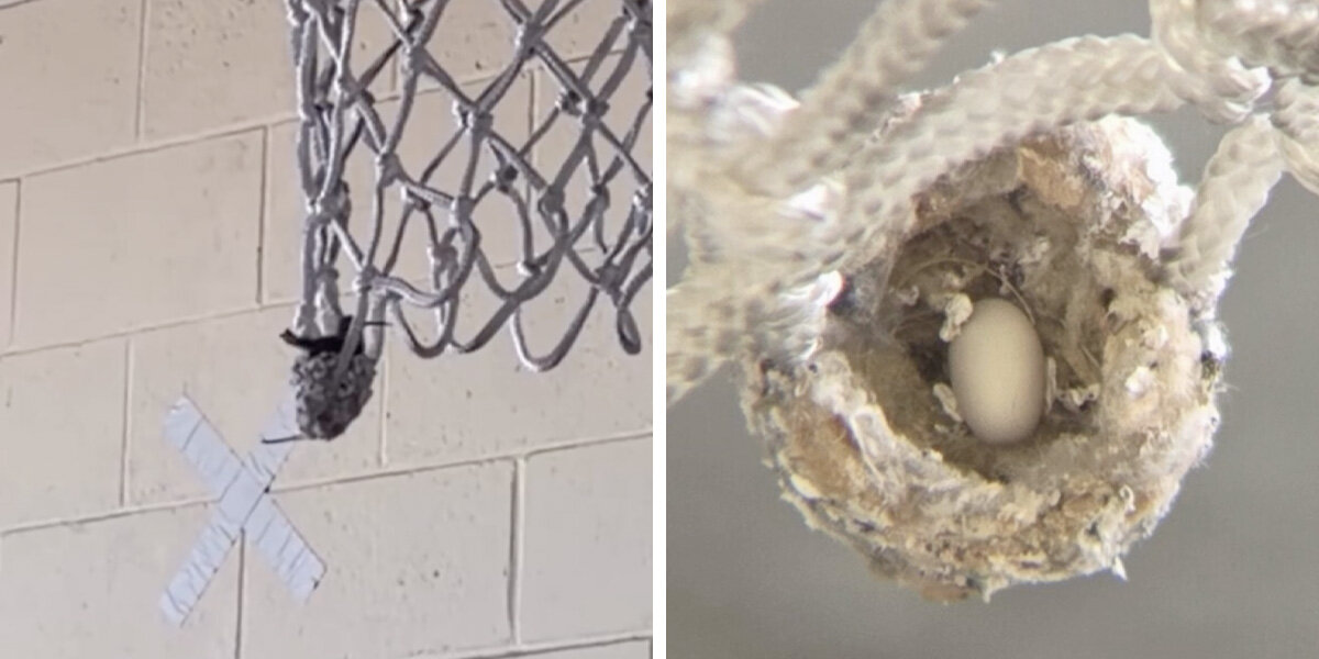 Firefighters Put Basketball Games On Hold To Help Tiny Animal Living In Hoop
