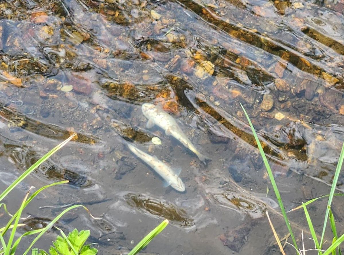 Hundreds of fish were found dead in a river.