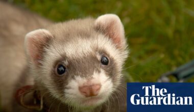 Concerns over therapy ferrets used to kill rats at UK’s largest children’s prison | Prisons and probation