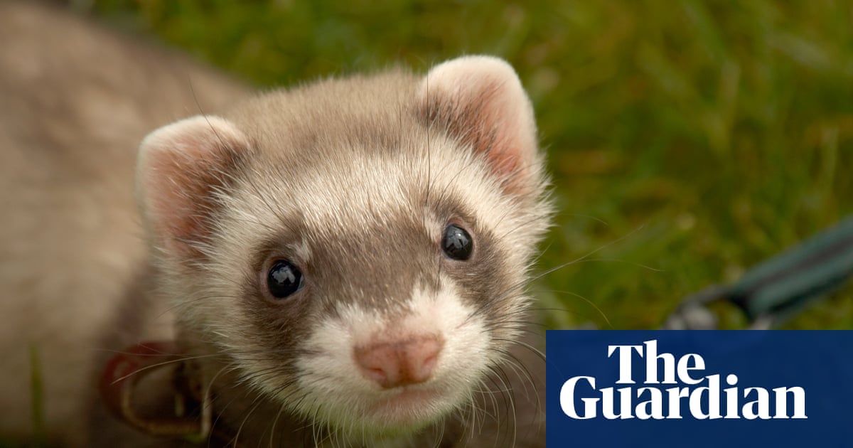 Concerns over therapy ferrets used to kill rats at UK’s largest children’s prison | Prisons and probation
