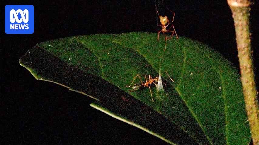 New spider discovered in Queensland uses 'ballista' web to trap prey