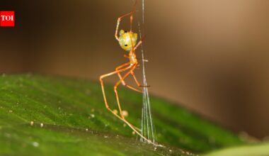 The 'ballista spider': Scientists discover a tiny spider that launches ants with 140 times the force of gravity |