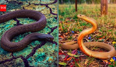 Inland Taipan vs Eastern Brown snake: Which is more commonly seen in the wild and how can you identify them?