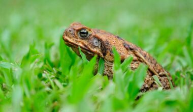 Warning over toxic toads that can kill pets ahead of rainy season in Southeast