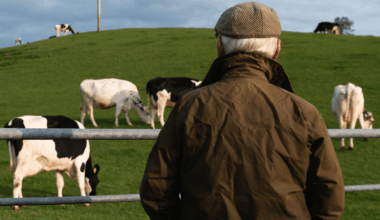 Labour urges British farmers to stop raising cattle in 'climate change' push